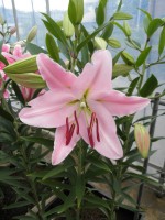 [1775 Caruso 2N No01.JPG]